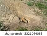 Small photo of A furry cute gopher or Richardson Ground Squirrel is squeaking on a sunny day while guarding its hole from predators such as birds of prey.