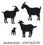 Goats Isolated On White  Hand...