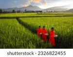 Small photo of Nan, Thailand - October 3, 2016: Buddhist monk and Buddhist novice going about with a bowl to receive food in the morning by walking in a row in the lush rice paddies at Pua ,Nan province,Thailand.