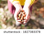 Acorns in the hands. Collect acorns. Women's hands. Walk through the autumn forest. Acorns for children's crafts.