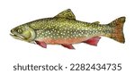 Watercolor brook trout (Salvelinus fontinalis). Hand drawn fish illustration isolated on white background.