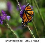 Monarch On Purple Flower...
