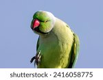 Small photo of animal, beak, bird, cable, clear, closeup, color, dimorphic, exotic, fauna, feather, medium-sized, nature, parakeet, parrot, perch, perched, perching, pet, ring-necked, wild