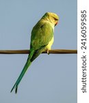 Small photo of animal, beak, bird, cable, clear, closeup, color, dimorphic, exotic, fauna, feather, medium-sized, nature, parakeet, parrot, perch, perched, perching, pet, ring-necked, wild