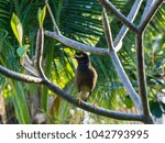 Small photo of Paradise bird sitting in a tree. Called conspecific.