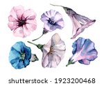 A Set Of Petunia Flowers With...