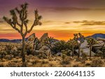 Joshua trees in the desert at...