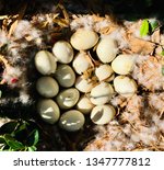Muscovy Duck Nest With 16 Eggs. ...