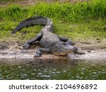 American Alligator along  Myakka River in Myakka River State Park in Sarasota Florida USA