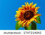 Sunflower On Blue Sky Background