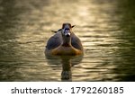 Egyptian Goose On Al Qudra Lake