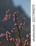 Small photo of Russia. Northeast Caucasus, Republic of Dagestan. Close-up of flowers on a branch of a peach tree in the garden of a mountain village against the background of the inaccessible Caucasus Mountains.