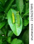 Small photo of Pair of Citrus Tree Caterpillars in Different Instar Resting on the Lime Tree Leaf with Selective Focus