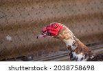 Adult Muscovy Duck In The...