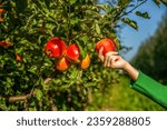 Gardener hand picking red apple. Hands reaches for the apples tree. Female hand holds red apple. Woman hand picking an apple. Organic fruit and vegetables. Farmers hands freshly harvested apples.
