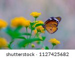A Butterfly Sitting On The...