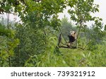 Small photo of A cute panda sits on a branch at the Shaanxi Wild Animal Rescue Center near Xian, China. Pandas are endangered animals, but their numbers have rebounded, thanks to massive efforts by the Chinese.