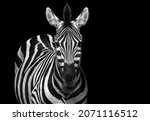 Small photo of Zebra black and white portrait. African wild animal looking to the camera. Zebra shallow depth of field eyes in focus. Home interior poster or painting canvas design template. Funny zebra face