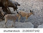 Cute Mountain Gazelles Walks Up ...