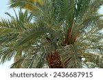 Small photo of Two birds perched on a palm tree with dense, vibrant green fronds creating a thick canopy. Sunlight filters through these fronds casting intricate. The texture of the palm trees trunk is visible.