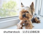 Dog Yorkshire Terrier Eats A...