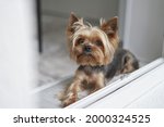 Yorkshire Terrier dog lies on the balcony