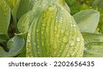 Hosta Green Leaves With Water...