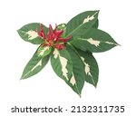 Caricature plant or Gold leaves or Graptophyllum pictum tree. Close up red flower on green leaves bush isolated on white background. Top view red flower bouquet on green leaves. 