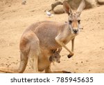 Landscape Picture Of A Kangaroo ...