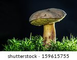 Boletus Mushrooms Growing In...