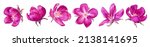 pink vector apple blossoms.... | Shutterstock .eps vector #2138141695
