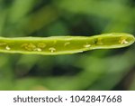 Small photo of Bladder pod midge Dasineura brassicae (formerly Dasyneura) larvae in oilseed rape pod.