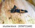 Small photo of Larva of Harmonia axyridis eating another larva of the same species - cannibalistic behavior. Commonly known as the harlequin, multicoloured Asian, or Asian ladybeetle, is a large coccinellid beetle.