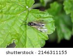 Aquilegia Sawfly Called Also...
