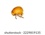 Small photo of Potato Beetle or Colorado potato beetle (Leptinotarsa decemlineata). Young, as yet uncolored beetle. View from the side. Isolated on white background.