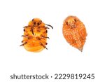 Small photo of Potato Beetle or Colorado potato beetle (Leptinotarsa decemlineata). Young, as yet uncolored beetle and pupa. View from the below. Isolated on white background.