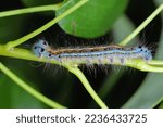 Small photo of Lackey moth caterpillar, larva (Malacosoma neustria) on the leaves of pear trees in the orchard.
