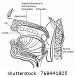 digestives system vector... | Shutterstock .eps vector #768441805