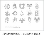 set of 15 minimal anatomy icons ... | Shutterstock .eps vector #1022441515