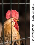 Small photo of Cock behind bars, poultry farm. Rooster close up, cock-a-doodle-doo. Rooster who isn't a free range bird is caged up. Selective focus. Organic chicken farm.