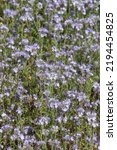 Small photo of Phacelia tanacetifolia is a species of flowering plant in the borage family Boraginaceae, known by the common names lacy phacelia, blue tansy or purple tansy