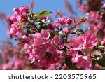 Pink flowers of blossoming apple-tree (grade 