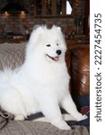 Small photo of Cute dog, pet: breed Samoyed (Nenets Herding Laika). Samoyed with blue different eyes. Domestic animal at home, in house. White furry dog with red scarf. Beautiful Samoyed laika, cute fluffy pet, dog