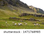 The far view of wild reindeer herds by the mountains near East Fjords, Iceland in the summer