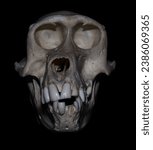 Small photo of Animal skull, skulls, bones, anatomy, taxidermy
