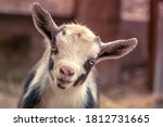 Newborn Nigerian Dwarf Goat Kid ...