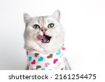 A cute white cat, licks its muzzle with its tongue, sits on a white background with a bib in hearts.