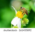 Honey Bee On Yellow Pollen Of...