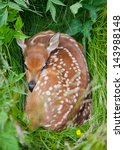 White Tailed Deer Fawn ...