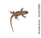 Eastern Fence Lizard - Sceloporus undulatus image - Free stock photo ...